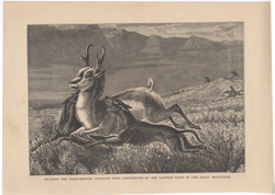 Hunting the prong-horned antelope with greyhounds on the Eastern Slope of the Rocky Mountains